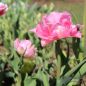 Preview: Gefüllte Späte Tulpen Angelique