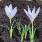 Preview: Crocus Botanische caspius Herbstblühender Krokus