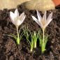 Preview: Crocus Botanische caspius Herbstblühender Krokus