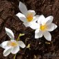 Preview: Crocus Botanische speciosus Albus 2