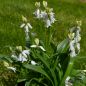 Preview: Hyacinthoides hispanica White City