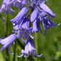 Preview: Hyacinthoides non-scripta Hasenglöckchen 1