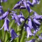 Preview: Hyacinthoides non-scripta Hasenglöckchen 2