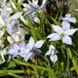 Preview: Ipheion uniflorum Wisley Blue - Frühlingslichtstern