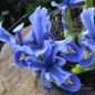 Preview: Iris reticulata Alida