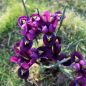 Preview: Iris reticulata Purple Hill 2