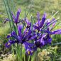 Preview: Iris reticulata 3
