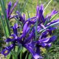 Preview: Iris reticulata 4