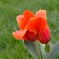 Preview: Kaufmanniana Tulpen Early Harvest