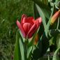 Preview: Kaufmanniana Tulpen Scarlet Baby 2