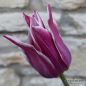 Preview: Lilienblütige Tulpe Claudia 1