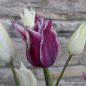 Preview: Lilienblütige Tulpe Claudia 2