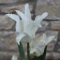 Preview: Lilienblütige Tulpe White Triumphator 2