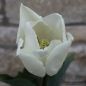 Preview: Lilienblütige Tulpe White Triumphator 3