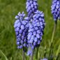 Preview: Muscari Traubenhyazinthe aucheri Blue Magic