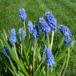 Preview: Muscari Traubenhyazinthe aucheri Dark Eyes