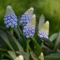 Preview: Muscari Traubenhyazinthe Mountain Lady