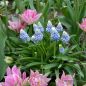 Preview: Muscari Traubenhyazinthe Mountain Ladyn