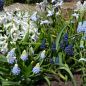 Preview: Muscari Traubenhyazinthe Mountain Lady