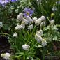 Preview: Muscari Traubenhyazinthe aucheri White Magic 4