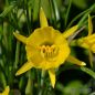 Preview: Narcissus bulbocodium conspicuus 1