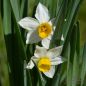 Preview: Narcissus canaliculatus 1