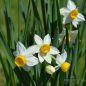 Preview: Narcissus canaliculatus 4