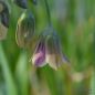 Preview: Nectaroscordum siculum ssp bulgaricum 2