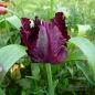 Preview: Papagei Tulpe Black Parrot 2