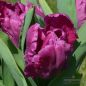 Preview: Sortiment Papagei Tulpen 5 x 60