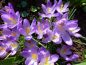 Preview: Crocus Botanische tommasinianus Lilac Beauty 2