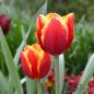 Preview: Triumph Tulpen Kees Nelis