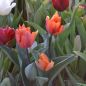 Preview: Triumph Tulpen Prinses Irene 5