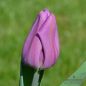 Preview: Triumph Tulpen Purple Flag 1