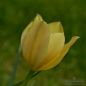 Preview: Tulipa batalinii Bright Gem