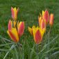 Preview: Tulipa clusiana var chrysantha