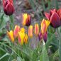 Preview: Tulipa clusiana var chrysantha