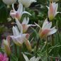 Preview: Tulipa clusiana - Damentulpe