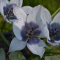 Preview: Tulipa Spezies humilis alba