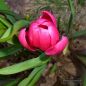 Preview: Tulipa humilis violaceae Black Base 5