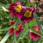 Preview: Tulipa humilis Persian