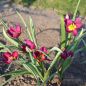 Preview: Tulipa humilis