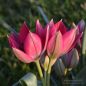 Preview: Tulipa Spezies Little Beauty 1
