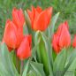 Preview: Tulipa praestans Füsilier 1