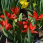 Preview: Tulipa praestans Zwanenburg Variety