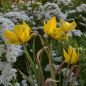 Preview: Tulipa sylvestris Wald- oder Weinbergtulpe 4