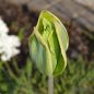 Preview: Viridiflora Tulpen Evergreen