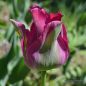 Preview: Viridiflora Tulpen Green Love