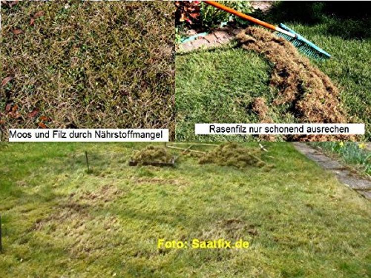 Rasen vertikutiern? ✔ mehr Schaden als nutzen