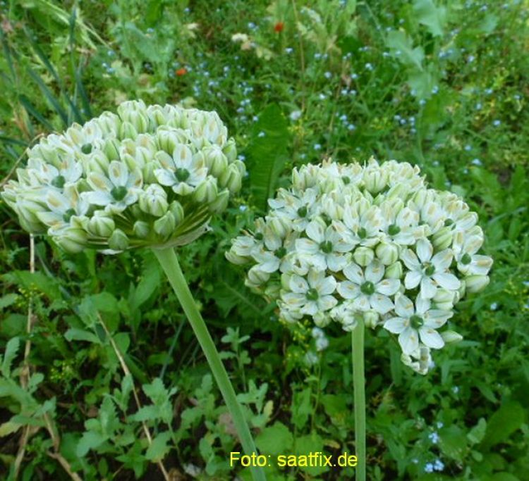 Allium nigrum 1